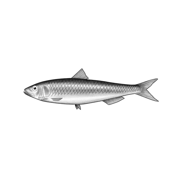 Fin